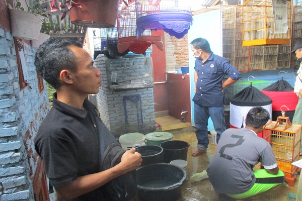 Bird Breeder House at Pangarongan Village was investigated by Forestry Policeman of Wildlife Authority Agency (June 16, 2020)